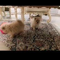 سگ پامر خرسی|سگ|سنندج, |دیوار