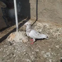 کفتر