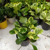 فیکوس افوربیا قاشقی off|گل و گیاه طبیعی|یزد, |دیوار