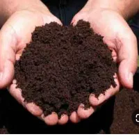 خروس محلی|حیوانات مزرعه|رشت, چله خانه|دیوار