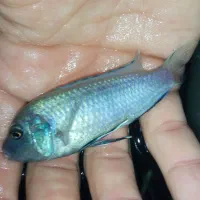 ماهی|ماهی|بجنورد, |دیوار