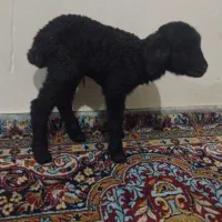 بره|حیوانات مزرعه|رباط‌کریم, رباط‌کریم|دیوار