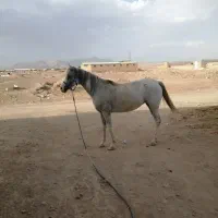 کره نر ارسان نره ومادر کره ایلگز|اسب و تجهیزات اسب‌سواری|یزد, |دیوار