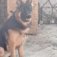 ژرمن شولاین 8ماهه جنسیت نر