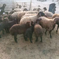 میش با بره های هترو