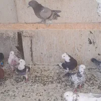کبوتر پرشی