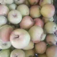 سیب درختی