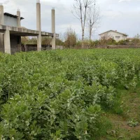 زمین ۵۷۰متری مناسب ساخت و ساز اسالم لمرسفلی