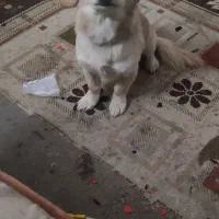 سگ پاکوتاه ماده