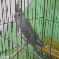عروس هلندی نر|پرنده|سبزوار, غرب نیروگاه|دیوار