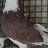 کبوتر نر شازده سرخ قاب نوک ریز پرشی