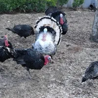 بوقلمون|حیوانات مزرعه|مشهد, شهرک ابوذر|دیوار