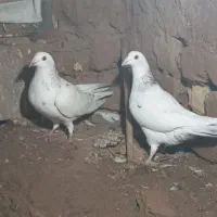 ۳عدد پرشی|پرنده|اسفراین, |دیوار