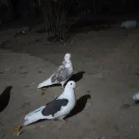 کبوتر|پرنده|فارسان, |دیوار