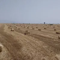 کاه|لوازم جانبی حیوانات|شیراز, حومه شیراز|دیوار