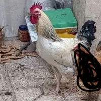 خروس ی ساله سالم برشرط