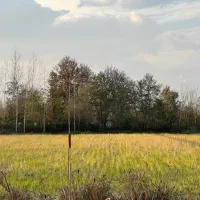 4000متر-شالیزار-مستطیل-مدارک-کامل-بر-کوچه