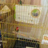 طوطی برزیلی عروس