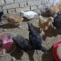 نیمچه