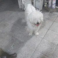 سگ پیدا شده|حیوانات|شیراز, حومه شیراز|دیوار