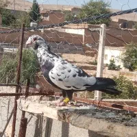 کفتر گلی سینه سلیمونی|پرنده|شیراز, سعدیه جنوبی|دیوار