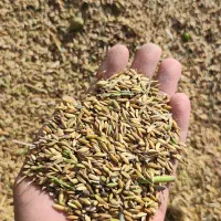 شلتک شلتوک برنج