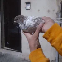 کبوتر گرگی|پرنده|پاکدشت, پاکدشت (مامازند)|دیوار