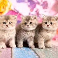 گربه فنجانی/مینیاتوی/دستی/خانگی|گربه|تهران, ولنجک|دیوار