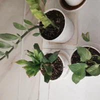 به یک خانم جهت آشپزی نیازمندیم