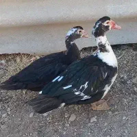 اردک اسرائیلی