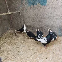 کبوتر رنگی|پرنده|قیدار, |دیوار