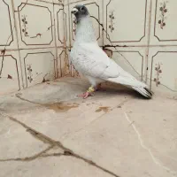 کبوتر|پرنده|شیراز, لاله|دیوار