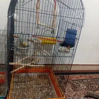 این دوتا عروس. خوشگل فروشی هستن|پرنده|برخوار, |دیوار