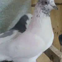 کفتر کاشونی