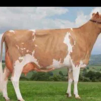 فروش و خرید گاو شکسته حذفی