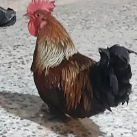 خروس|حیوانات مزرعه|خورموج, |دیوار