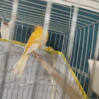 قناری|پرنده|کرمان, |دیوار