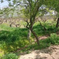 ۳۶۰۰ متر باغ جاده قدیم انجم آباد