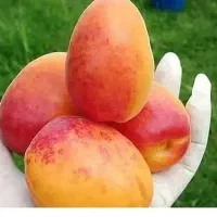 فروش انواع ارقام نهال زرد آلو