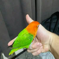 طوطی برزیلی عروس هلندی گرینچیک