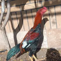 مرغ و خروس لاری|حیوانات مزرعه|کاشان, شهرک صنعتی امیرکبیر ۲|دیوار