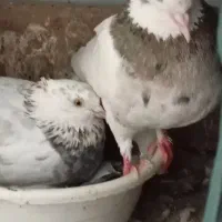 ۳۰تا کفتر گلچین شده همه توان پس داده هستن|پرنده|رشت, حمیدیان|دیوار