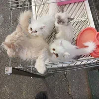 بچه گربه در انواع نژاد|گربه|کرج, اصفهانی‌ها|دیوار