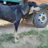 توله سگ گم شده