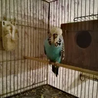 جفت انگلیسی اورجینال مولد کینگ سایز