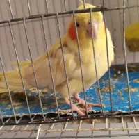 عروس هلندی زعفرانی و لیتینو|پرنده|خرمشهر, |دیوار