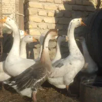 قفقاز اوکراین گردن ماری