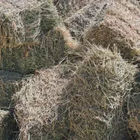 ۱۲۰قالب یونجه درجه یک کاملا خشک و بدون علف