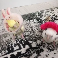 دوتا عروس هلندی