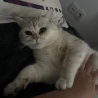 فروش گربه|گربه|قائم‌شهر, |دیوار